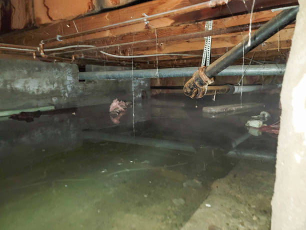 Best Flood damage cleanup  in Broadview, IL