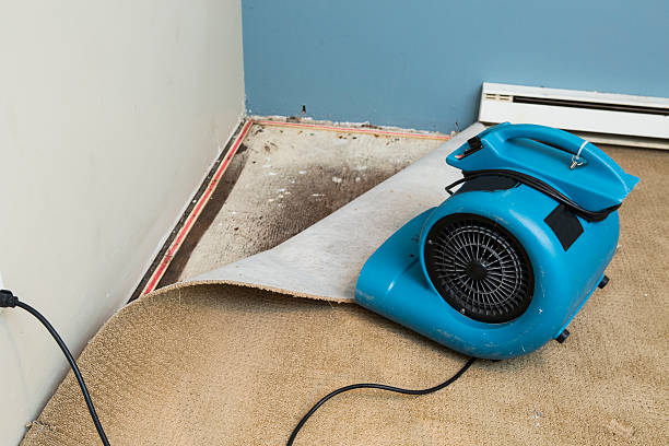 Best Water damage contractors near me  in Broadview, IL